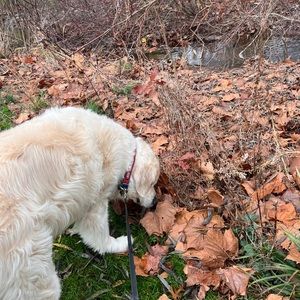 Meet your Posher, Savannah